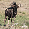 Botswana, Kalahari Transfrontier