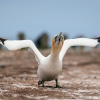 Australasian gannets, Cape Kidnappers