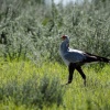 Botswana, Kalahari, CKGR