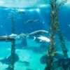 Lissabon, Oceanario