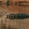 crocodile