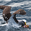 Neuseeland, Doubtful Sound, Albatrosse