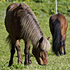 Iceland Horses