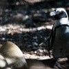 Brillenpinguine Boulders Beach