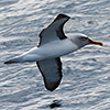 Neuseeland, Doubtful Sound, Albatrosse