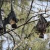 Tonga, Flying Foxes