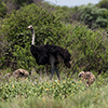 Makgadikgadi Pan, ostrich