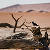 Deadvlei, Namibia