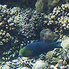 Papua New Guinea, Rabaul, Schnorcheln, Unterwasser