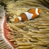 anemonefish, false percula clownfish