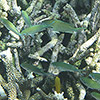 Papua New Guinea, Rabaul, Schnorcheln, Unterwasser