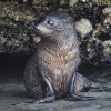 Neuseeland, Abel-Tasman-Nationalpark