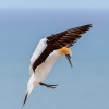 Australasian gannets, Cape Kidnappers