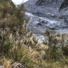 New Zealand, Fox Glacier