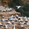 Australasian gannets, Muriwai Beach