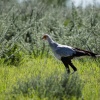 Botswana, Kalahari, CKGR