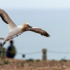 Australasian gannets, Cape Kidnappers