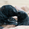 Cape Cross seals