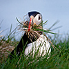 Iceland, Atlantic Puffin, Lundi