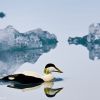 Male Eider Duck at the Glacier Lagoon