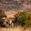 Giraffe