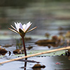 Okavango Delta, Botswana, water lily