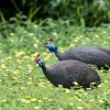 Chobe NP, Perlhuhn