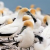 Australasian gannets, Cape Kidnappers