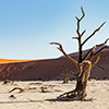 Deadvlei, Namibia