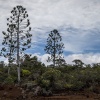 New Caledonia