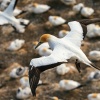 Australasian gannets, Muriwai Beach