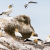 Australasian gannet, Cape Kidnappers