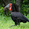 Chobe NP, southern ground hornbill