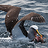 New Zealand, Doubtful Sound, albatrosses