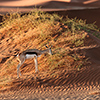 Namib Springbock