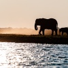 Elephant sunset