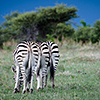 Nxai Pan, Zebras