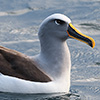 Neuseeland, Doubtful Sound, Albatrosse