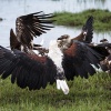 Chobe NP, African fish eagle