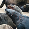 Cape Cross seals