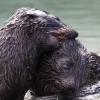 Neuseeland, Abel-Tasman-Nationalpark