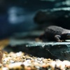 Lisbon, Oceanario