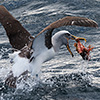 New Zealand, Doubtful Sound, albatrosses