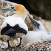 Australasian gannet, Cape Kidnappers