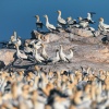 Cape gannet