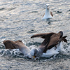 Neuseeland, Doubtful Sound, Albatrosse