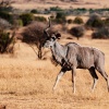 Kudu