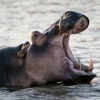Hippos, St. Lucia