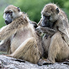 Chobe NP, baboon, groming