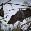 Tonga, Flying Foxes